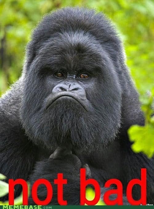 gorilla meme, ape memes, monkey memes, funny animal memes, gorilla jokes, primate memes, chimp memes, zoo memes, banana memes, silverback humor, gorilla memes