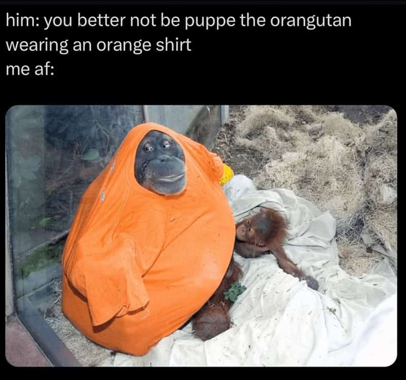 gorilla meme, ape memes, monkey memes, funny animal memes, gorilla jokes, primate memes, chimp memes, zoo memes, banana memes, silverback humor, gorilla memes
