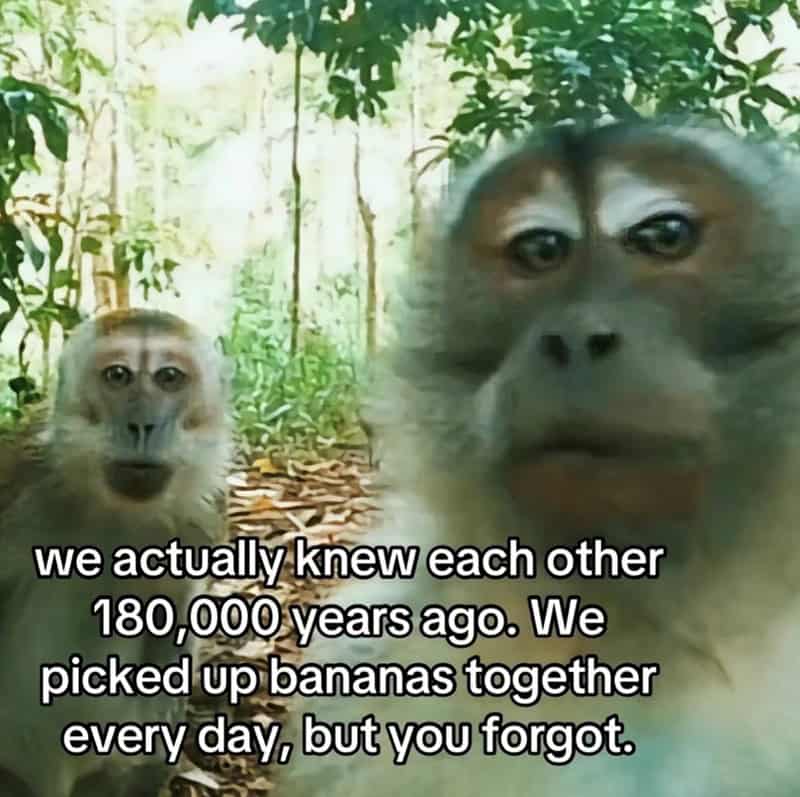 gorilla meme, ape memes, monkey memes, funny animal memes, gorilla jokes, primate memes, chimp memes, zoo memes, banana memes, silverback humor, gorilla memes