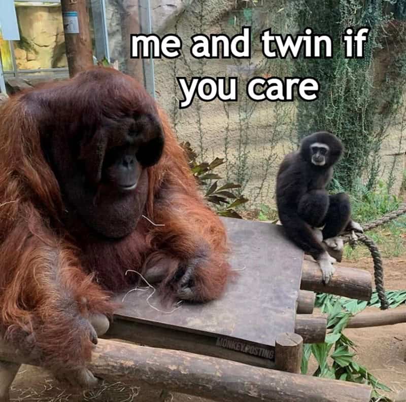 gorilla meme, ape memes, monkey memes, funny animal memes, gorilla jokes, primate memes, chimp memes, zoo memes, banana memes, silverback humor, gorilla memes