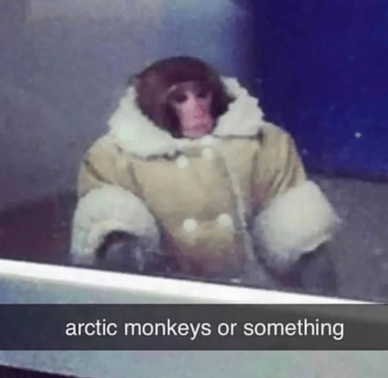 gorilla meme, ape memes, monkey memes, funny animal memes, gorilla jokes, primate memes, chimp memes, zoo memes, banana memes, silverback humor, gorilla memes