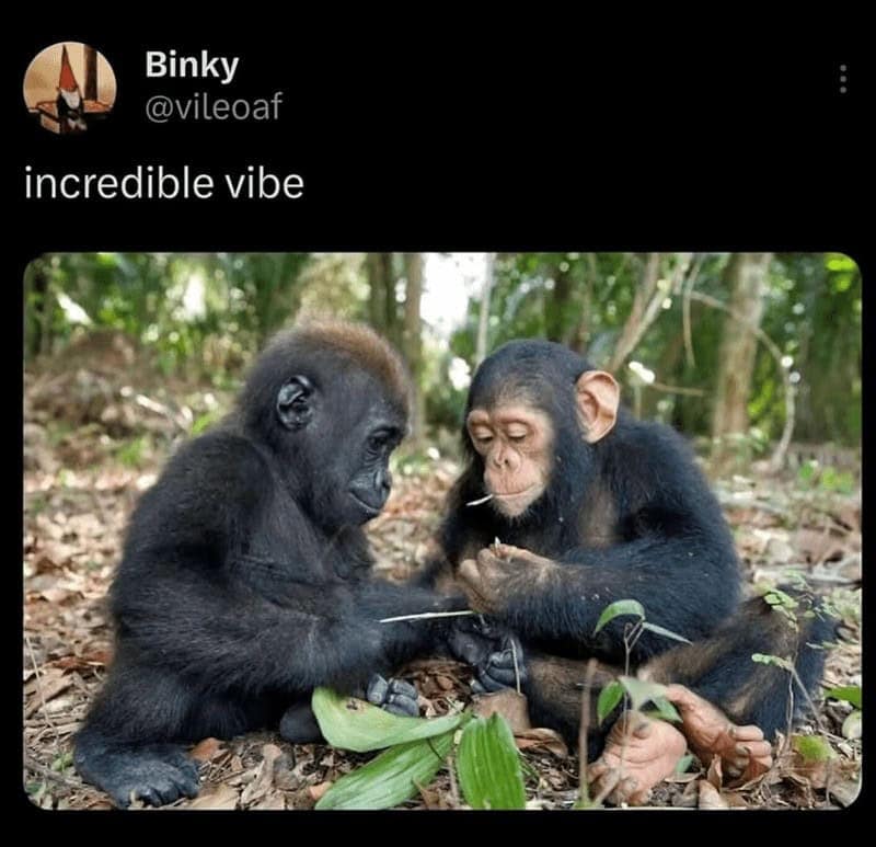 gorilla meme, ape memes, monkey memes, funny animal memes, gorilla jokes, primate memes, chimp memes, zoo memes, banana memes, silverback humor, gorilla memes