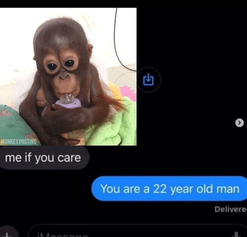 monkey meme, monkey memes, ape memes, funny animal memes, chimp memes, primate jokes, banana memes, gorilla humor, monkey jokes