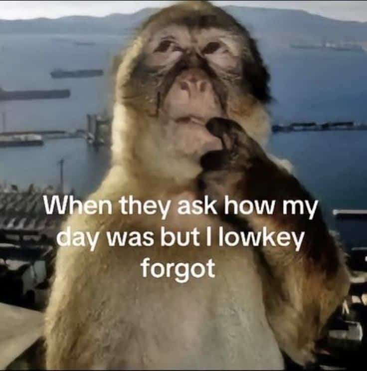 monkey meme, monkey memes, ape memes, funny animal memes, chimp memes, primate jokes, banana memes, gorilla humor, monkey jokes