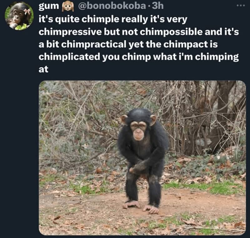 monkey meme, monkey memes, ape memes, funny animal memes, chimp memes, primate jokes, banana memes, gorilla humor, monkey jokes