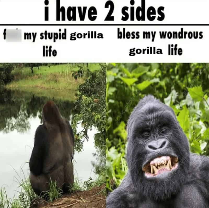 monkey meme, monkey memes, ape memes, funny animal memes, chimp memes, primate jokes, banana memes, gorilla humor, monkey jokes