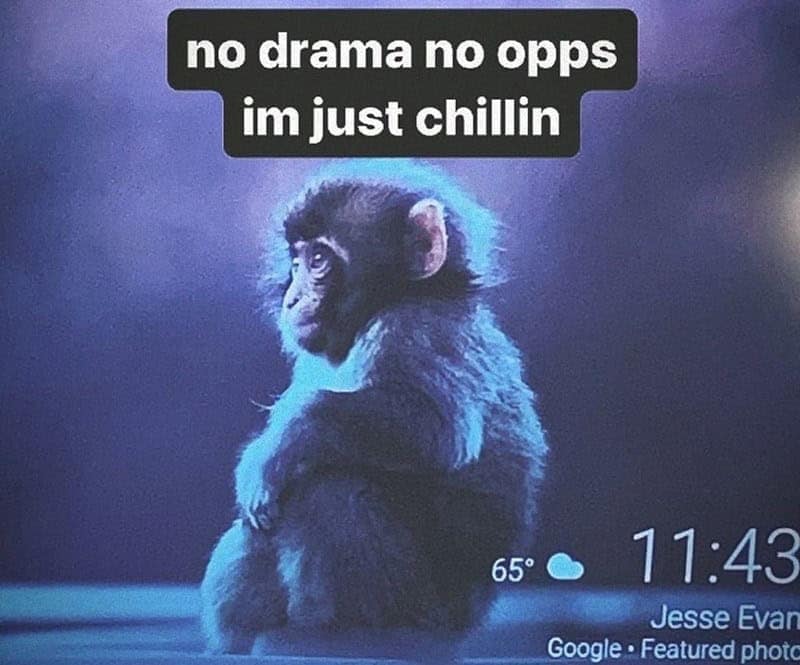 monkey meme, monkey memes, ape memes, funny animal memes, chimp memes, primate jokes, banana memes, gorilla humor, monkey jokes