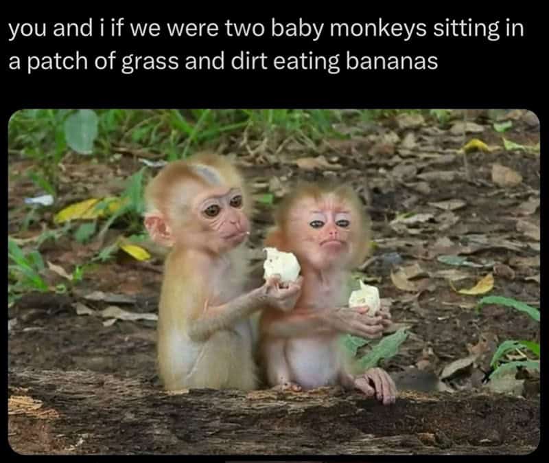 monkey meme, monkey memes, ape memes, funny animal memes, chimp memes, primate jokes, banana memes, gorilla humor, monkey jokes