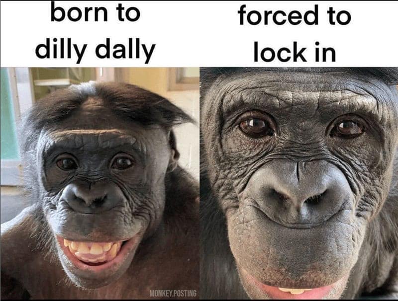 monkey meme, monkey memes, ape memes, funny animal memes, chimp memes, primate jokes, banana memes, gorilla humor, monkey jokes