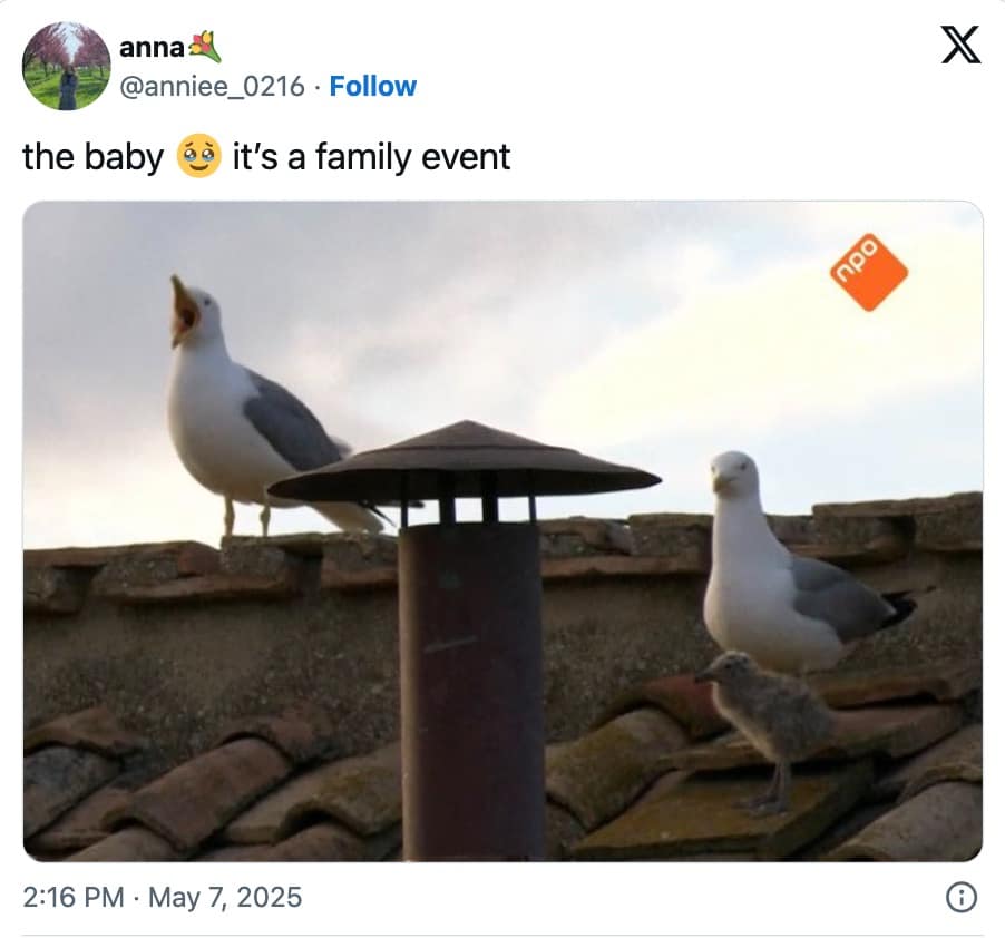 new pope memes, pope leo xiv memes, Vatican memes, papal election memes, funny religious memes, church humor, religious satire, Vatican City jokes, pope voting humor, conclave jokes, pope announcement memes, conclave memes, papal conclave memes