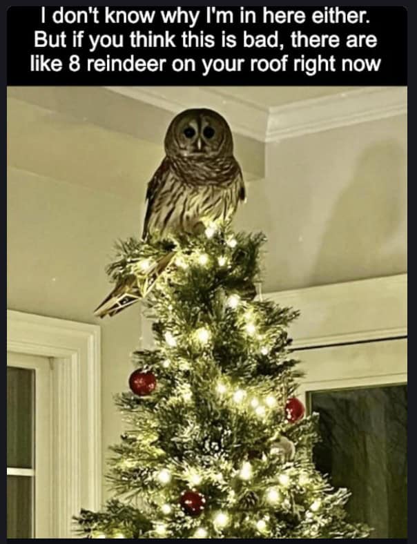 owl memes, funny owl, bird memes, cute owl, owl jokes, owl pictures, nocturnal memes, feathered humor, wise owl memes, hoot memes, owl meme