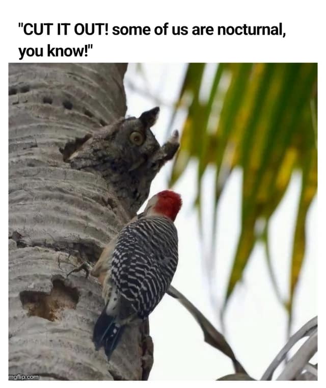 owl memes, funny owl, bird memes, cute owl, owl jokes, owl pictures, nocturnal memes, feathered humor, wise owl memes, hoot memes, owl meme