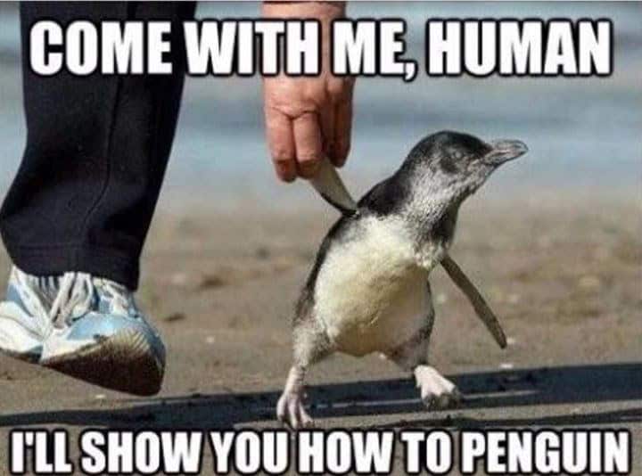 penguin meme, penguin memes, funny animal memes, cute penguin, penguin jokes, penguin humor