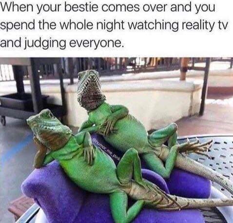 reptile memes, lizard memes, frog memes, snake memes, funny reptile memes, scaly memes, gecko memes, turtle memes, iguana memes, amphibian memes, cold-blooded memes, animal memes, funny animal memes, pet reptile jokes, reptile humor, frog jokes, snake jokes, lizard humor, meme reptiles, reptile laughs