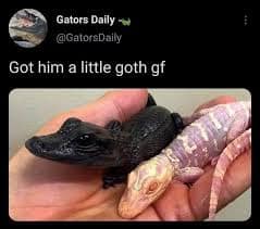 reptile memes, lizard memes, frog memes, snake memes, funny reptile memes, scaly memes, gecko memes, turtle memes, iguana memes, amphibian memes, cold-blooded memes, animal memes, funny animal memes, pet reptile jokes, reptile humor, frog jokes, snake jokes, lizard humor, meme reptiles, reptile laughs