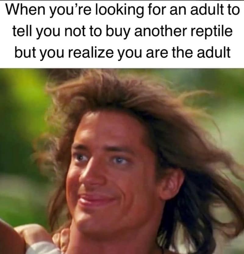 reptile memes, lizard memes, frog memes, snake memes, funny reptile memes, scaly memes, gecko memes, turtle memes, iguana memes, amphibian memes, cold-blooded memes, animal memes, funny animal memes, pet reptile jokes, reptile humor, frog jokes, snake jokes, lizard humor, meme reptiles, reptile laughs