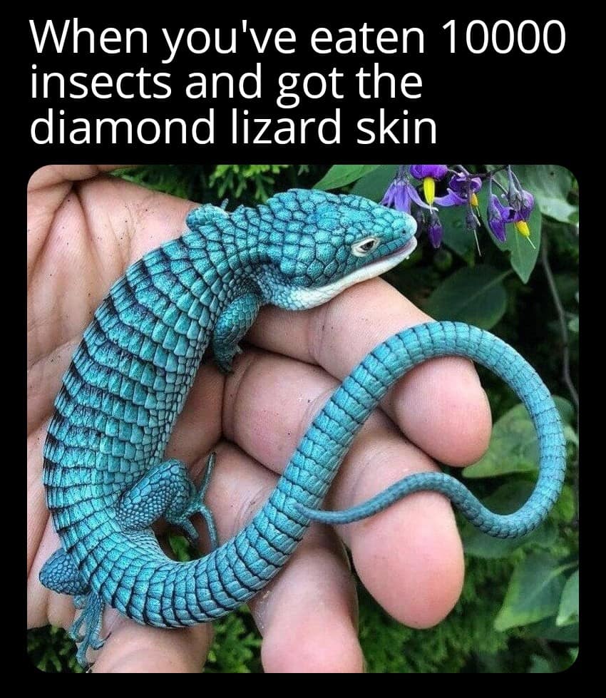 reptile memes, lizard memes, frog memes, snake memes, funny reptile memes, scaly memes, gecko memes, turtle memes, iguana memes, amphibian memes, cold-blooded memes, animal memes, funny animal memes, pet reptile jokes, reptile humor, frog jokes, snake jokes, lizard humor, meme reptiles, reptile laughs