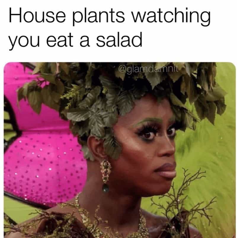 House plants watching you eat a salad