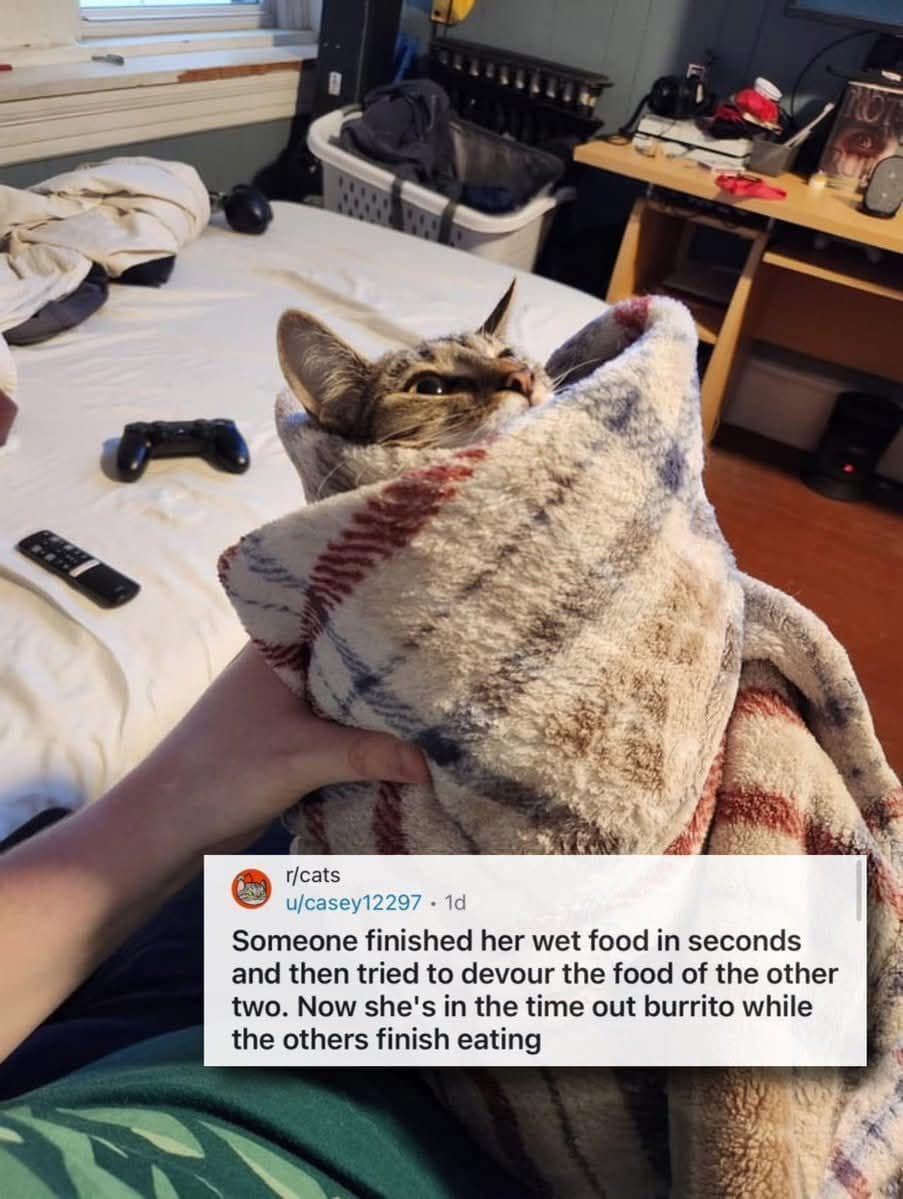 r/cats u/casey12297 • 1d Someone finished her wet food in seconds and then tried to devour the food of the other two. Now she's in the time out burrito while the others finish eating