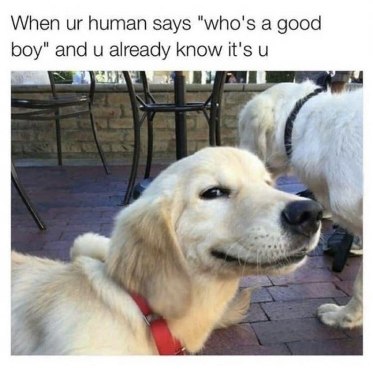 When ur human says "who's a good boy" and u already know it's u