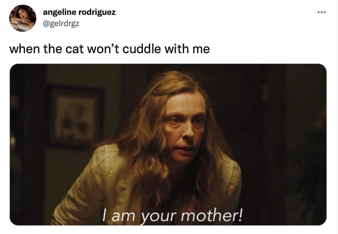 angeline rodriguez @geIrdrgz when the cat won't cuddle with me ..• I am your mother!