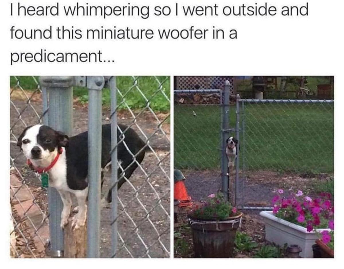 classic memes, vintage memes, viral tweets, viral memes, trending memes, old memes, meme history, meme folder, evergreen memes, meme gallery, group chat memes, legendary memes, iconic memes, internet memes, best memes, meme nostalgia, funny memes, old school memes, timeless memes, meme culture, meme collection, shareable memes