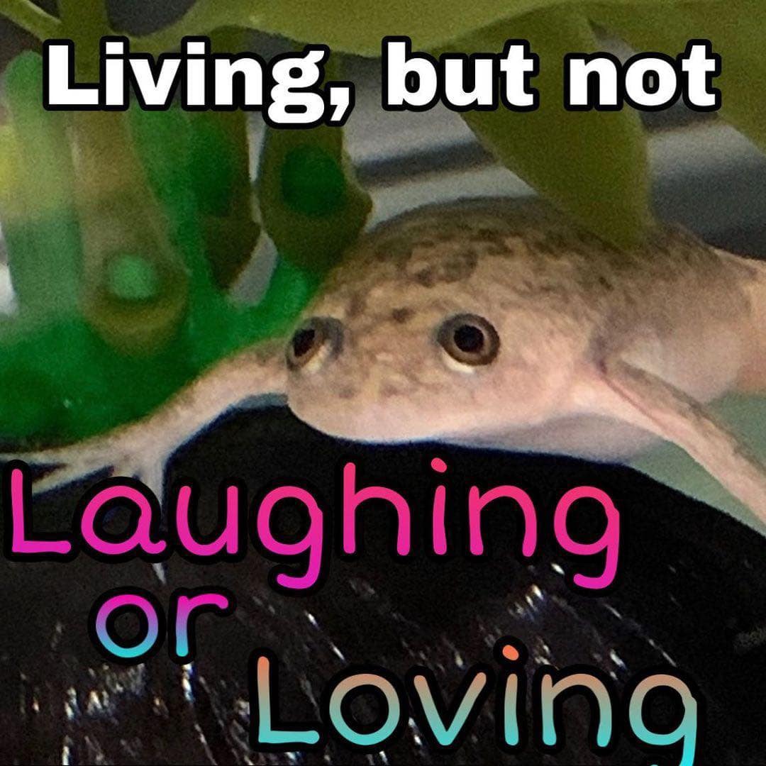 classic memes, vintage memes, viral tweets, viral memes, trending memes, old memes, internet memes, legendary memes, internet humor, funny tweets, meme archive, evergreen memes, meme nostalgia, timeless memes, meme classics, legendary tweets, OG memes, internet culture, best memes