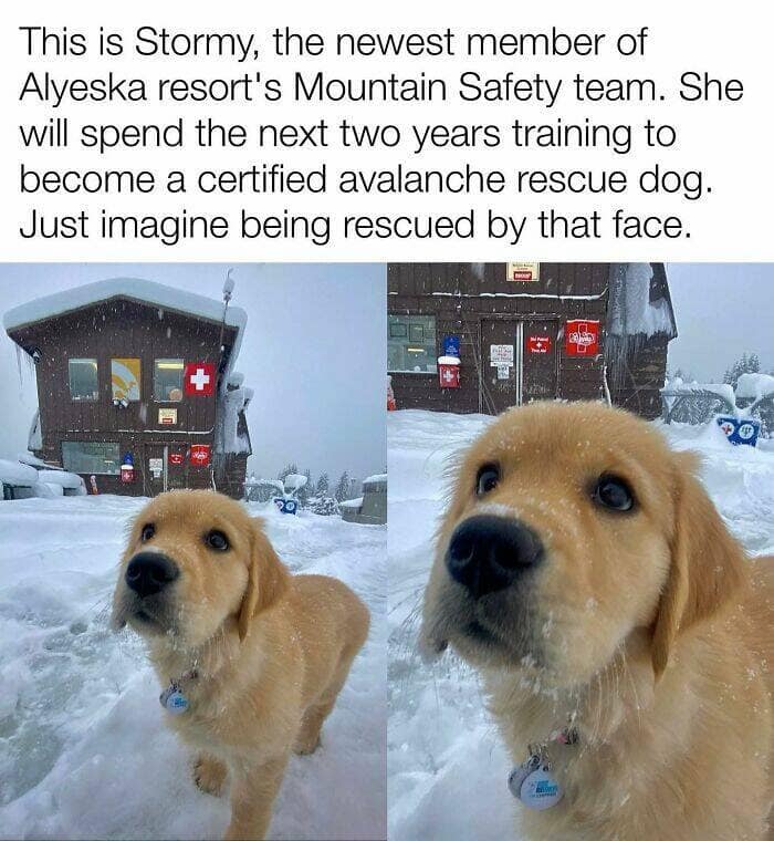 dog memes, funny dog memes, dog humor, puppy memes, funny animal memes, dog lover jokes, trending dog memes, canine memes, viral dog posts, animal memes, pet memes, best dog jokes, funny dog pics, goofy dog memes, dog owner laughs, four-legged memes, pet humor, cute dog memes, daily dog memes, dog fails, dog jokes