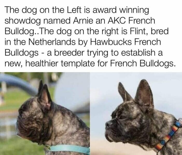 dog memes, funny dog memes, dog humor, puppy memes, funny animal memes, dog lover jokes, trending dog memes, canine memes, viral dog posts, animal memes, pet memes, best dog jokes, funny dog pics, goofy dog memes, dog owner laughs, four-legged memes, pet humor, cute dog memes, daily dog memes, dog fails, dog jokes