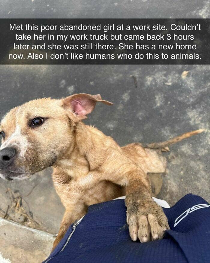 dog memes, funny dog memes, dog humor, puppy memes, funny animal memes, dog lover jokes, trending dog memes, canine memes, viral dog posts, animal memes, pet memes, best dog jokes, funny dog pics, goofy dog memes, dog owner laughs, four-legged memes, pet humor, cute dog memes, daily dog memes, dog fails, dog jokes