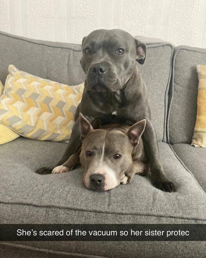 dog memes, funny dog memes, dog humor, puppy memes, funny animal memes, dog lover jokes, trending dog memes, canine memes, viral dog posts, animal memes, pet memes, best dog jokes, funny dog pics, goofy dog memes, dog owner laughs, four-legged memes, pet humor, cute dog memes, daily dog memes, dog fails, dog jokes