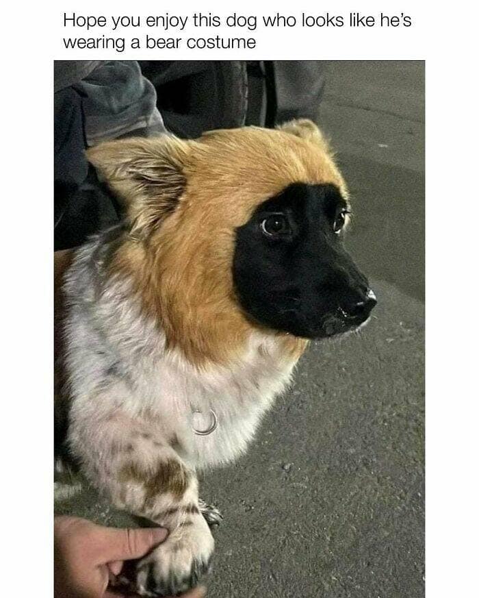 dog memes, funny dog memes, dog humor, puppy memes, funny animal memes, dog lover jokes, trending dog memes, canine memes, viral dog posts, animal memes, pet memes, best dog jokes, funny dog pics, goofy dog memes, dog owner laughs, four-legged memes, pet humor, cute dog memes, daily dog memes, dog fails, dog jokes