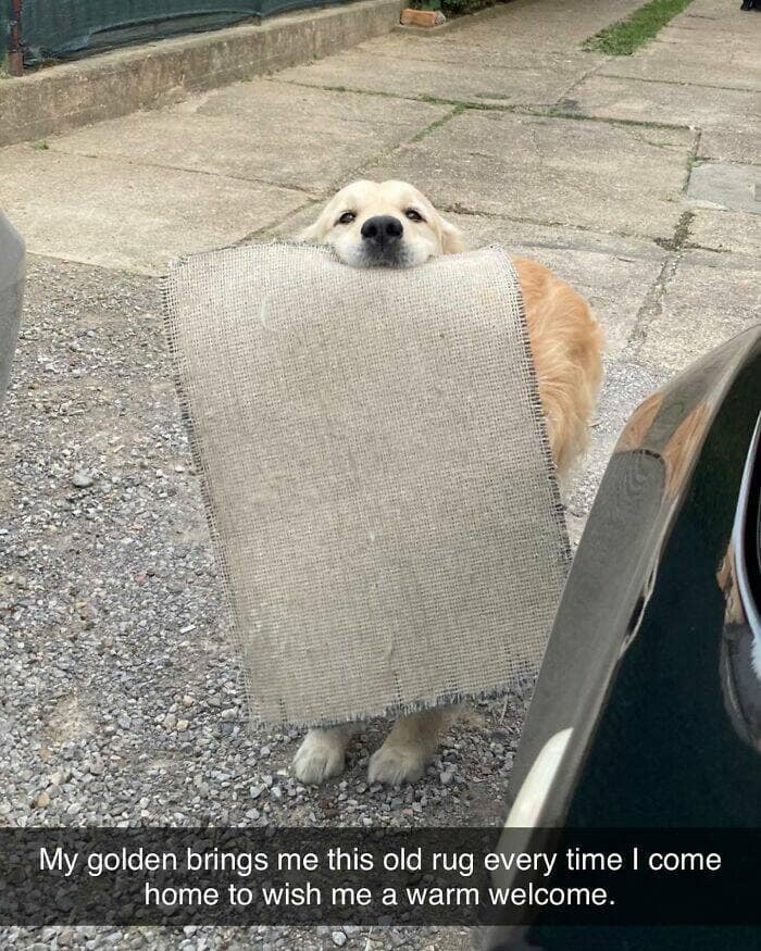 dog memes, funny dog memes, dog humor, puppy memes, funny animal memes, dog lover jokes, trending dog memes, canine memes, viral dog posts, animal memes, pet memes, best dog jokes, funny dog pics, goofy dog memes, dog owner laughs, four-legged memes, pet humor, cute dog memes, daily dog memes, dog fails, dog jokes