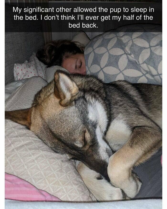 dog memes, funny dog memes, dog humor, puppy memes, funny animal memes, dog lover jokes, trending dog memes, canine memes, viral dog posts, animal memes, pet memes, best dog jokes, funny dog pics, goofy dog memes, dog owner laughs, four-legged memes, pet humor, cute dog memes, daily dog memes, dog fails, dog jokes