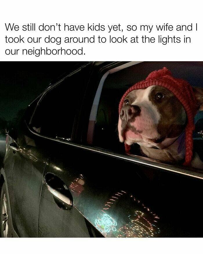 dog memes, funny dog memes, dog humor, puppy memes, funny animal memes, dog lover jokes, trending dog memes, canine memes, viral dog posts, animal memes, pet memes, best dog jokes, funny dog pics, goofy dog memes, dog owner laughs, four-legged memes, pet humor, cute dog memes, daily dog memes, dog fails, dog jokes