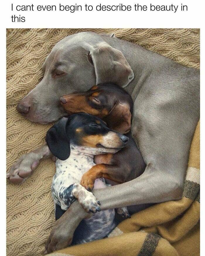 dog memes, funny dog memes, dog humor, puppy memes, funny animal memes, dog lover jokes, trending dog memes, canine memes, viral dog posts, animal memes, pet memes, best dog jokes, funny dog pics, goofy dog memes, dog owner laughs, four-legged memes, pet humor, cute dog memes, daily dog memes, dog fails, dog jokes