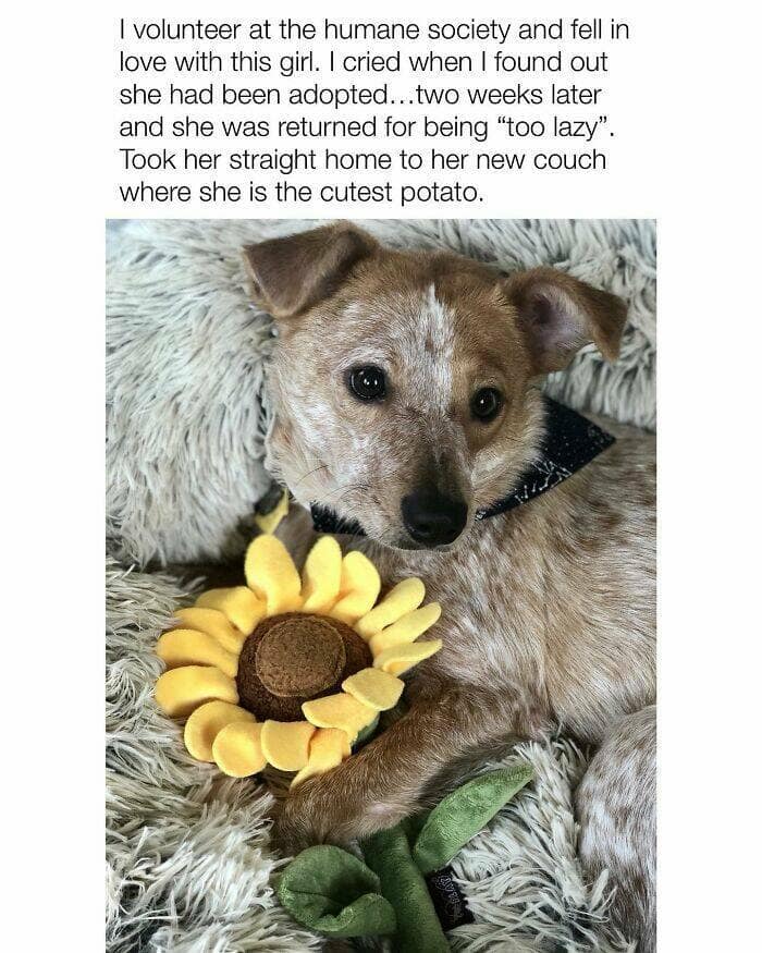 dog memes, funny dog memes, dog humor, puppy memes, funny animal memes, dog lover jokes, trending dog memes, canine memes, viral dog posts, animal memes, pet memes, best dog jokes, funny dog pics, goofy dog memes, dog owner laughs, four-legged memes, pet humor, cute dog memes, daily dog memes, dog fails, dog jokes