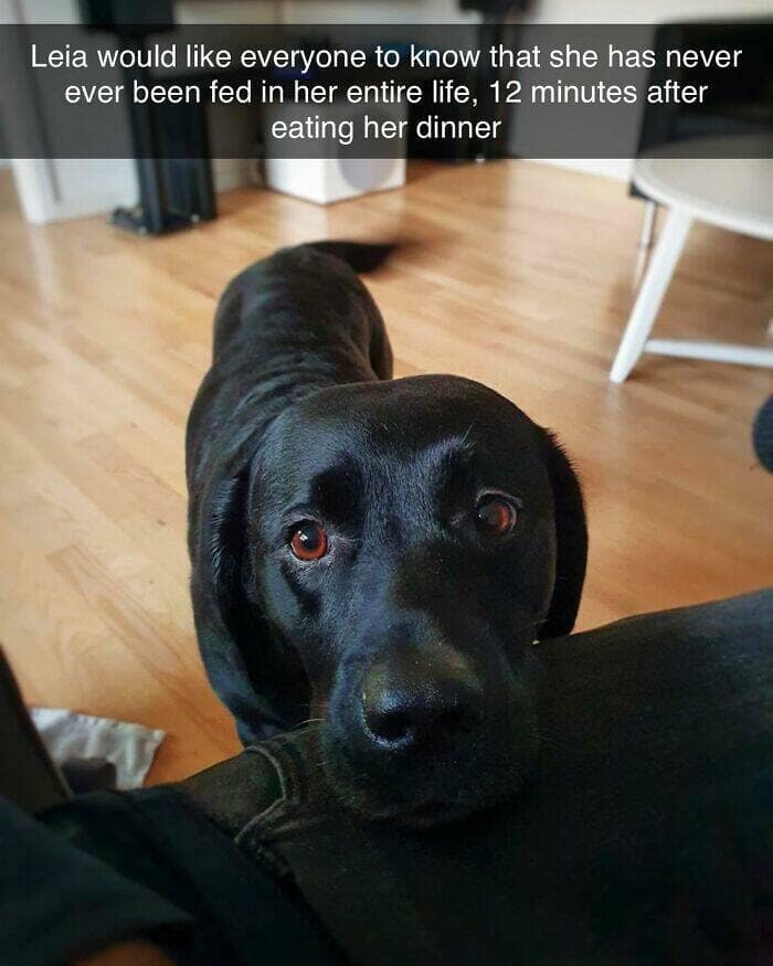 dog memes, funny dog memes, dog humor, puppy memes, funny animal memes, dog lover jokes, trending dog memes, canine memes, viral dog posts, animal memes, pet memes, best dog jokes, funny dog pics, goofy dog memes, dog owner laughs, four-legged memes, pet humor, cute dog memes, daily dog memes, dog fails, dog jokes