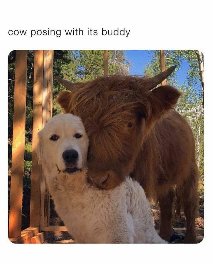 dog memes, funny dog memes, dog humor, puppy memes, funny animal memes, dog lover jokes, trending dog memes, canine memes, viral dog posts, animal memes, pet memes, best dog jokes, funny dog pics, goofy dog memes, dog owner laughs, four-legged memes, pet humor, cute dog memes, daily dog memes, dog fails, dog jokes