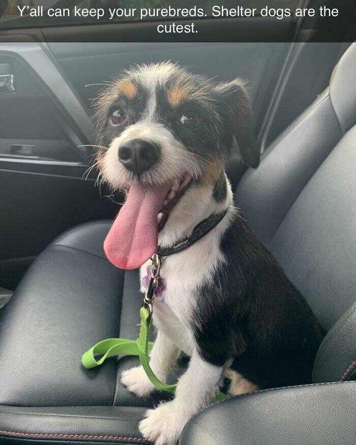 dog memes, funny dog memes, dog humor, puppy memes, funny animal memes, dog lover jokes, trending dog memes, canine memes, viral dog posts, animal memes, pet memes, best dog jokes, funny dog pics, goofy dog memes, dog owner laughs, four-legged memes, pet humor, cute dog memes, daily dog memes, dog fails, dog jokes