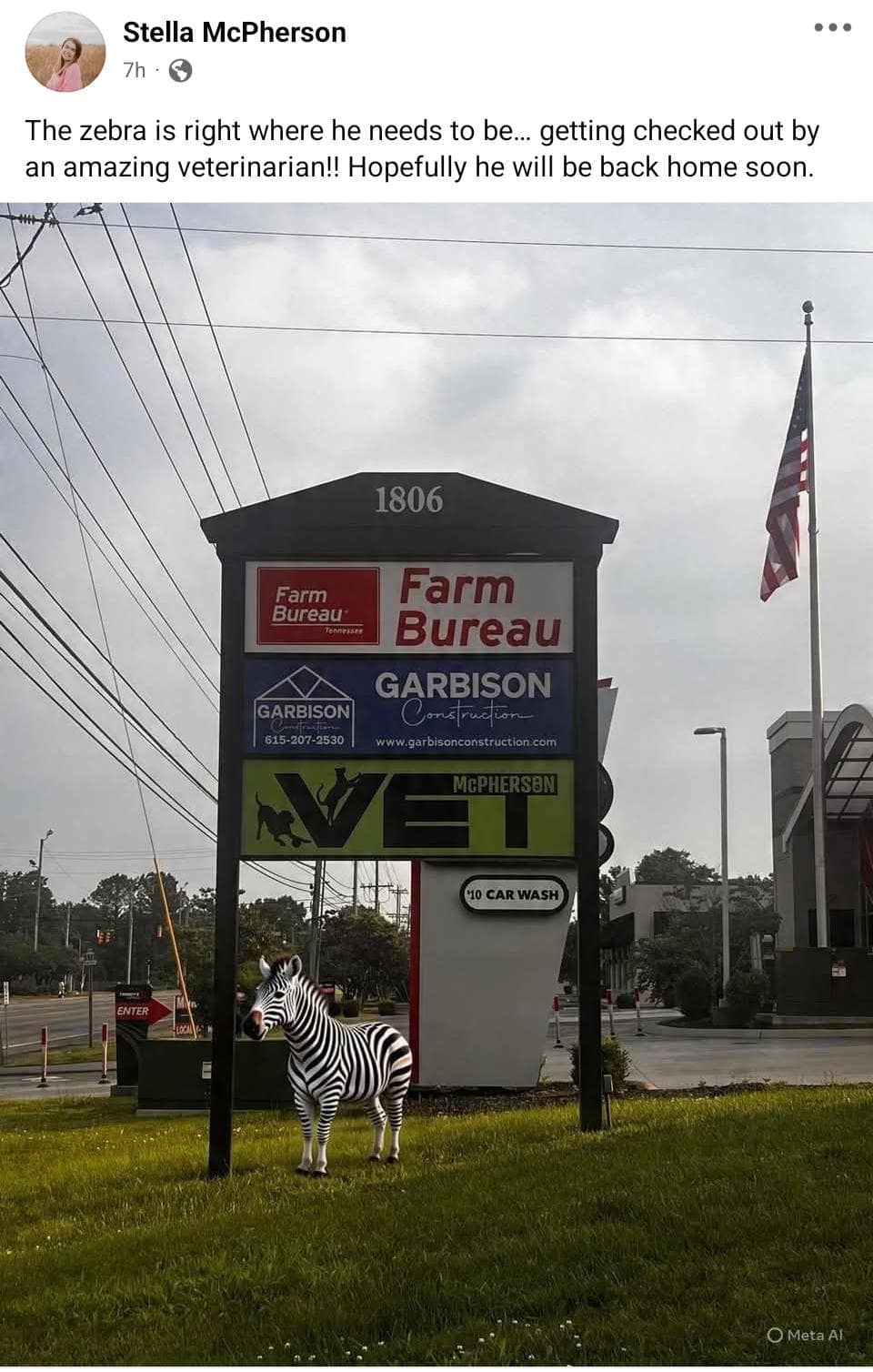 Ed the zebra memes, ed the zebra, zebra escape memes, runaway zebra memes, escaped zebra memes, animal airlift memes, helicopter animal rescue memes, dangling animal jokes, tennessee zebra, zebra sighting tennessee, zebra highway video