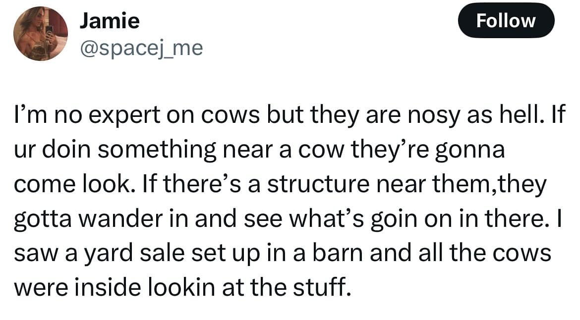 I'm no expert on cows but they are nosy as hell. If ur doin something near a cow they're gonna come look. If there's a structure near them,they gotta wander in and see what's goin on in there. I saw a yard sale set up in a barn and all the cows were inside lookin at the stuff.