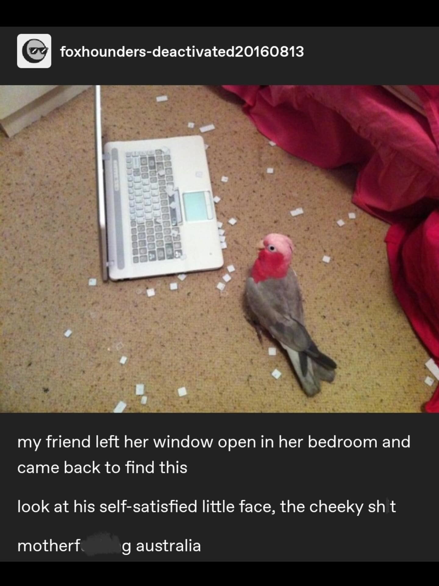 my friend left her window open in her bedroom and came back to find this look at his self-satisfied little face, the cheeky