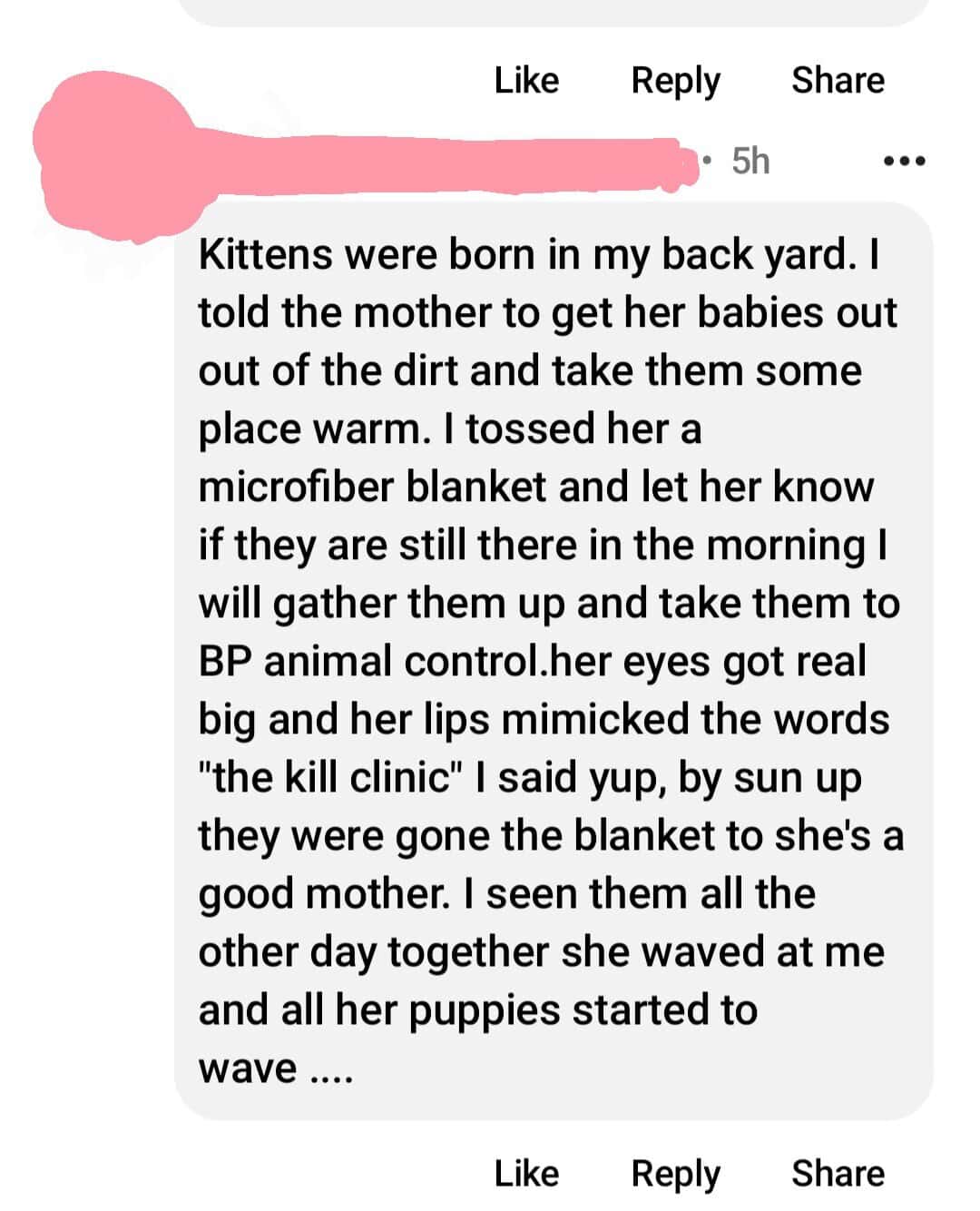Kittens were born in my back yard. I told the mother to get her babies out out of the dirt and take them some place warm. I tossed her a microfiber blanket and let her know if they are still there in the morning I will gather them up and take them to BP animal control.her