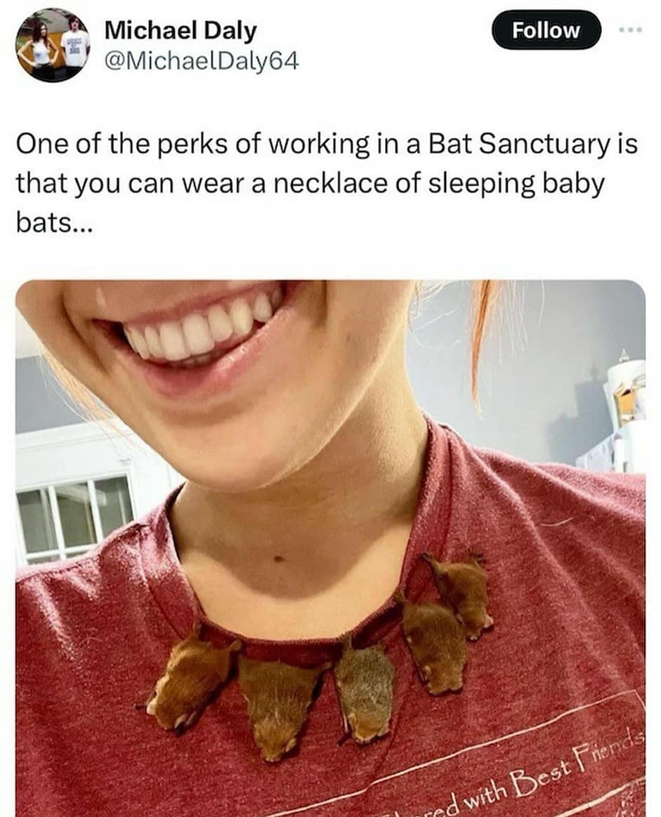 One of the perks of working in a Bat Sanctuary is that you can wear a necklace of sleeping baby bats...