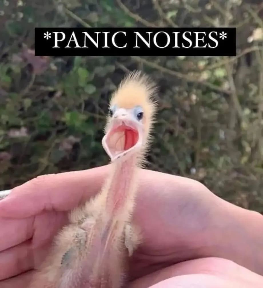 *PANIC NOISES*