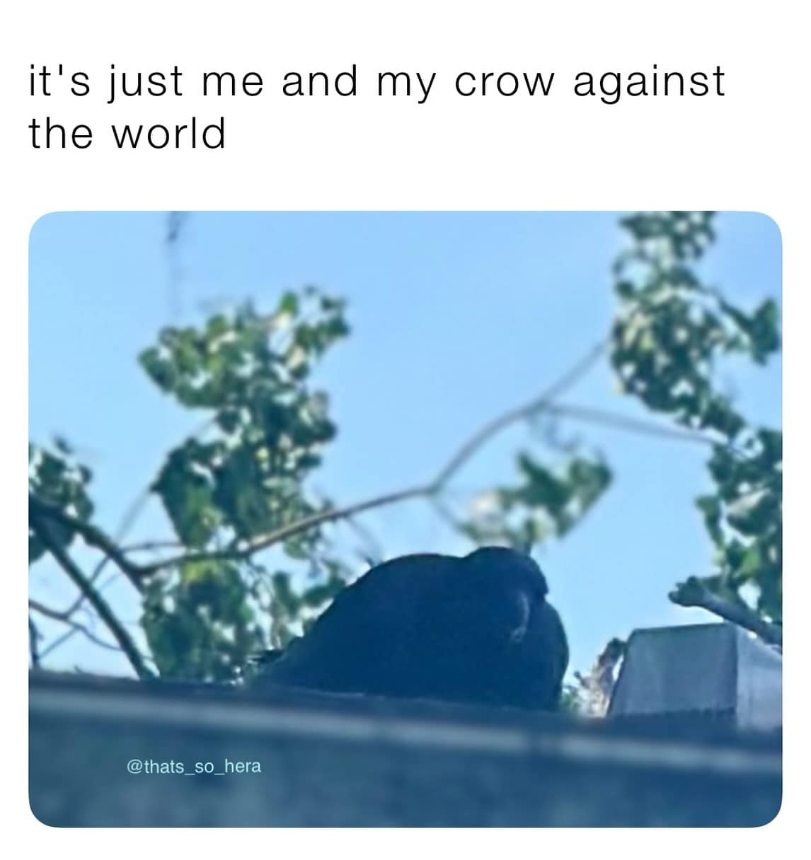 it's just me and my crow against the world