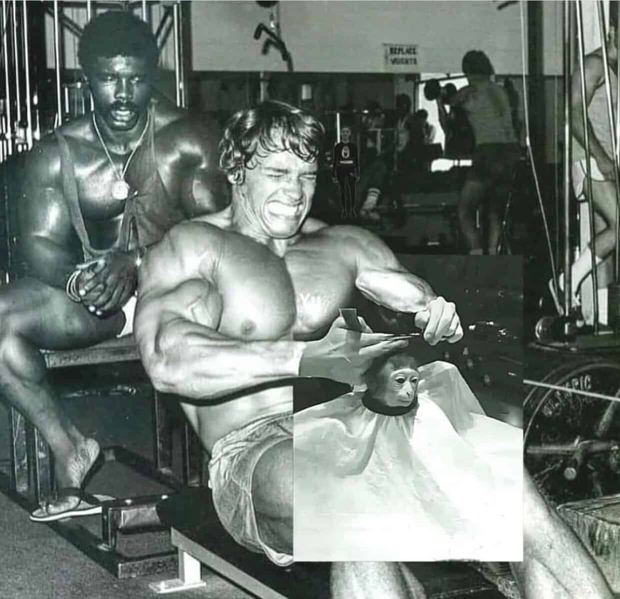 gym memes, workout memes, fitness memes, exercise memes, bodybuilding memes, lifting memes, leg day memes, cardio memes, weightlifting memes, gym humor, training memes, pre-workout jokes, protein memes, squat memes, health humor, gym fails, gym jokes, fitness jokes, swole memes, gym motivation memes