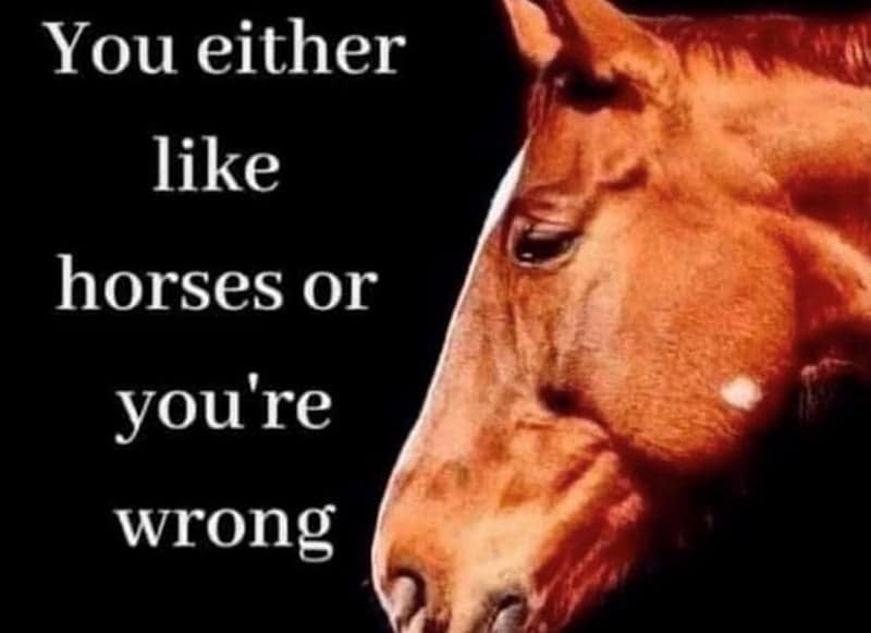 horse girl meme, horse girl memes, horse memes, equestrian memes, barn memes, animal memes, funny horse memes, stable memes, horse humor, horse life memes, pony memes, saddle memes, horse lover memes, pet memes, barn life memes, horse riding memes, chaotic memes, farm memes, animal lover memes, viral memes
