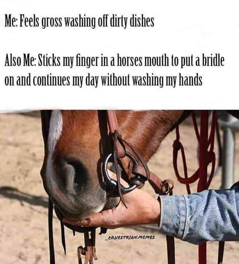 horse girl meme, horse girl memes, horse memes, equestrian memes, barn memes, animal memes, funny horse memes, stable memes, horse humor, horse life memes, pony memes, saddle memes, horse lover memes, pet memes, barn life memes, horse riding memes, chaotic memes, farm memes, animal lover memes, viral memes